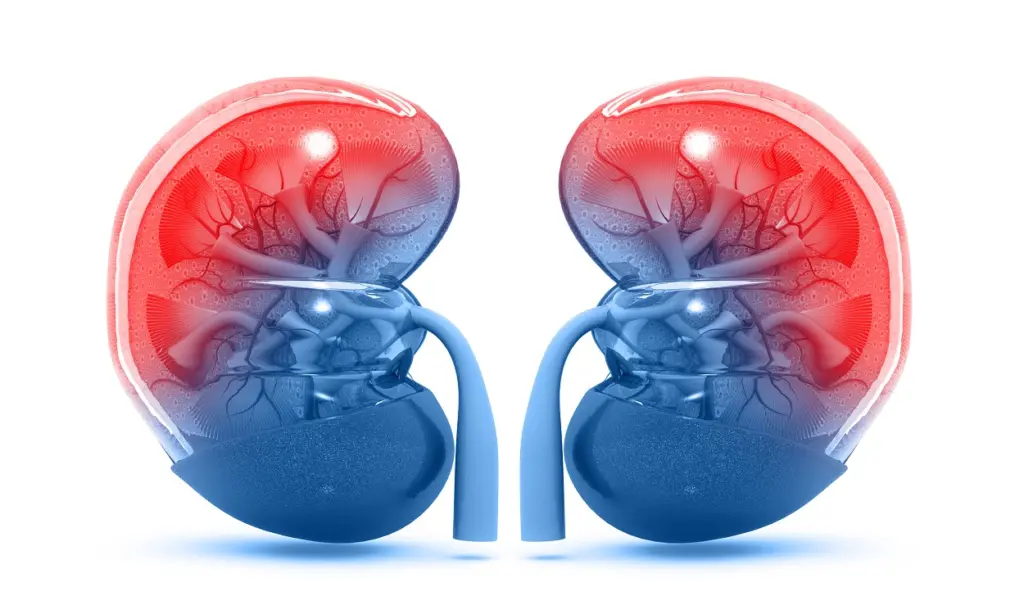 kidney health