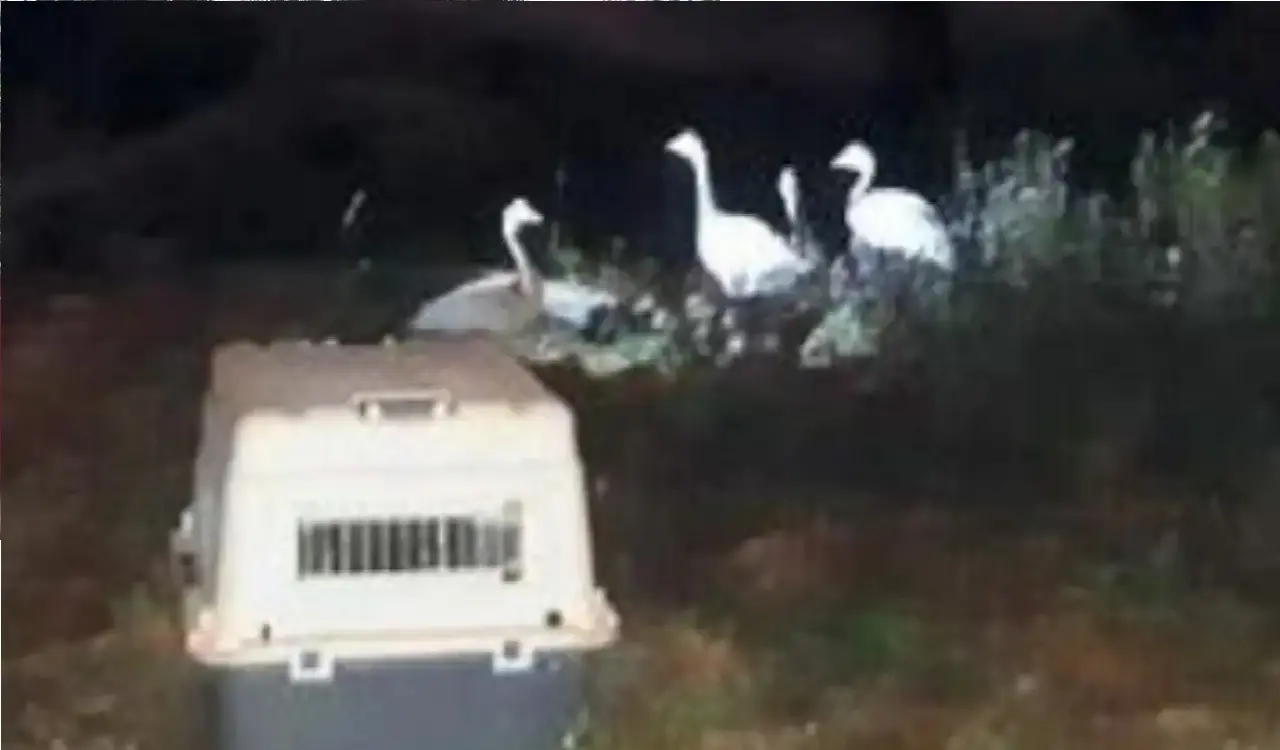 actor darshan farm house migratory birds