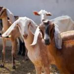 Goat Farming