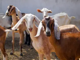 Goat Farming