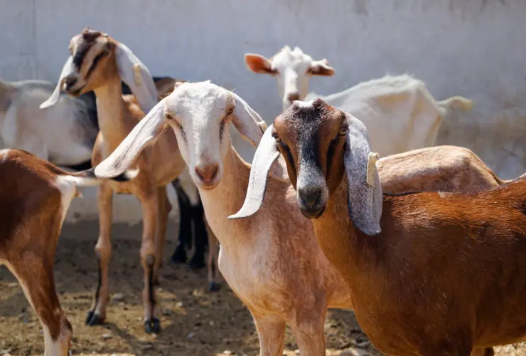 Goat Farming