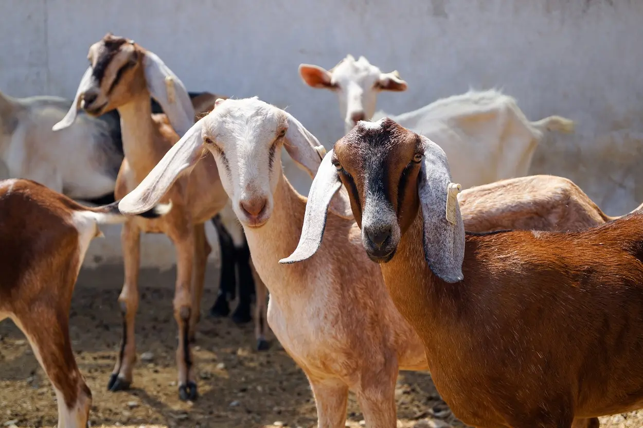 Goat Farming