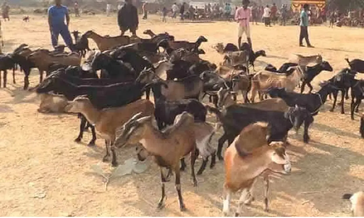 Goat Farming