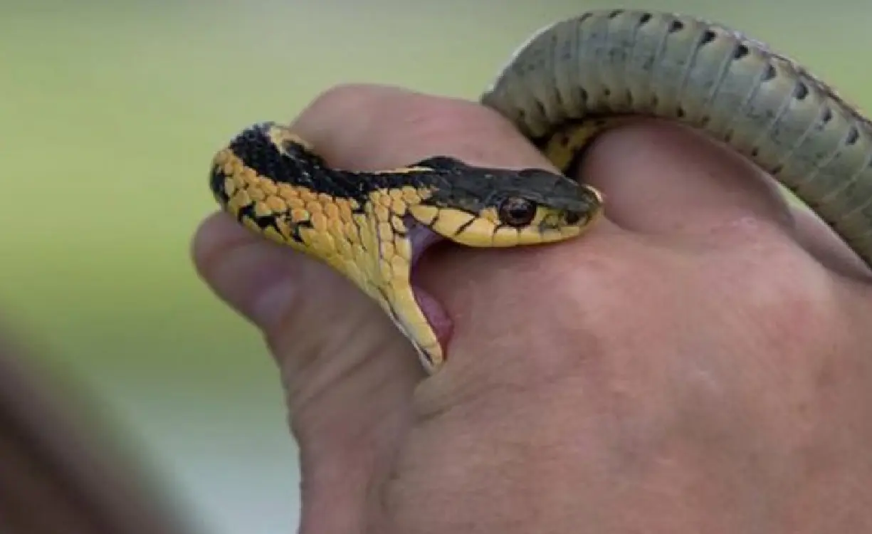 snake bite