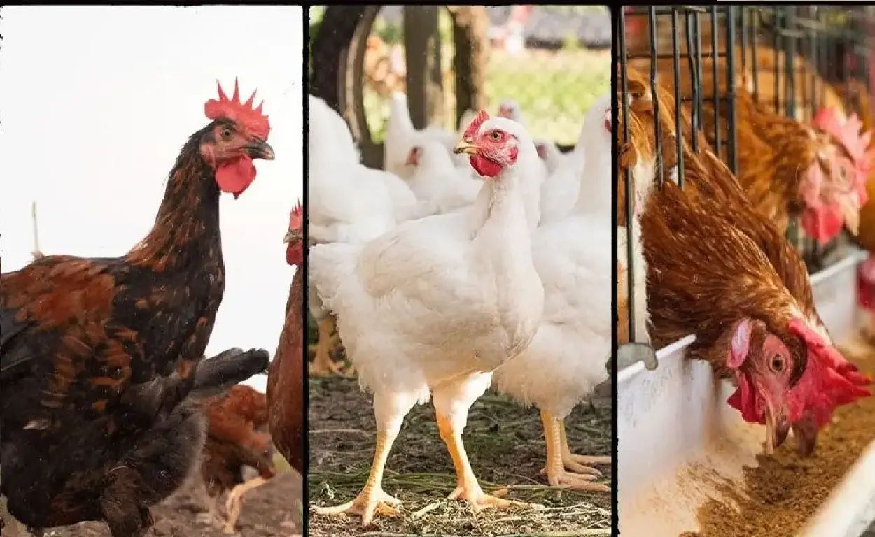 Country Chicken vs Broiler Chicken
