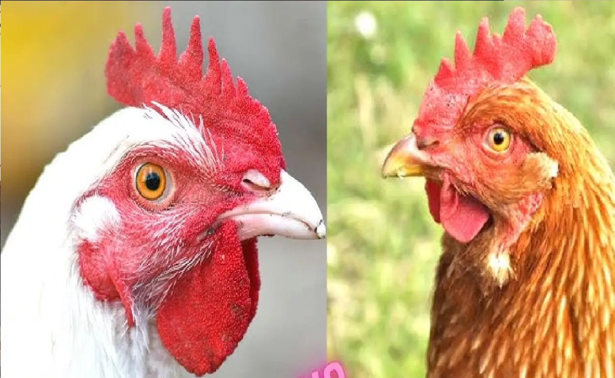 Country Chicken Broiler Chicken