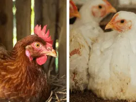 Country Chicken vs Broiler Chicken
