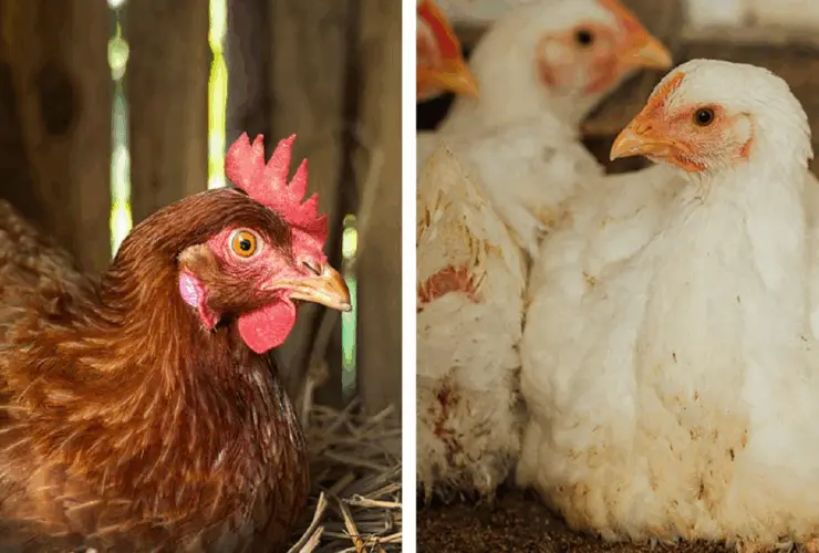 Country Chicken vs Broiler Chicken