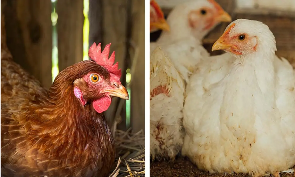 Country Chicken vs Broiler Chicken