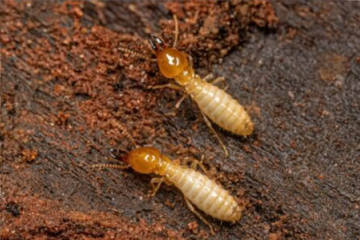Termite mite