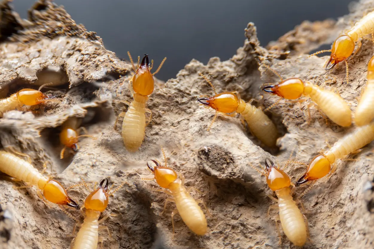 Termite mite