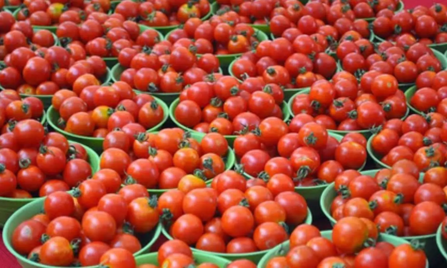 Tomato Prices Double