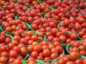 Tomato Prices Double