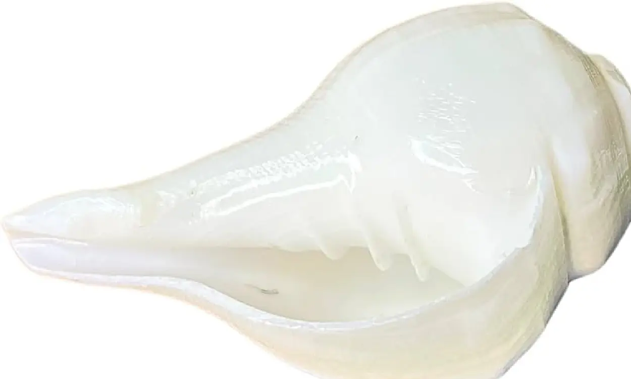 conch shell used in pooja
