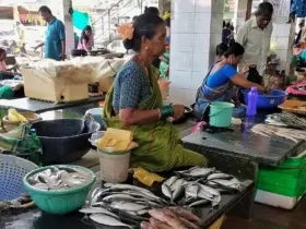 fish market karnataka