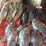 fish market karnataka