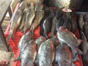fish market karnataka