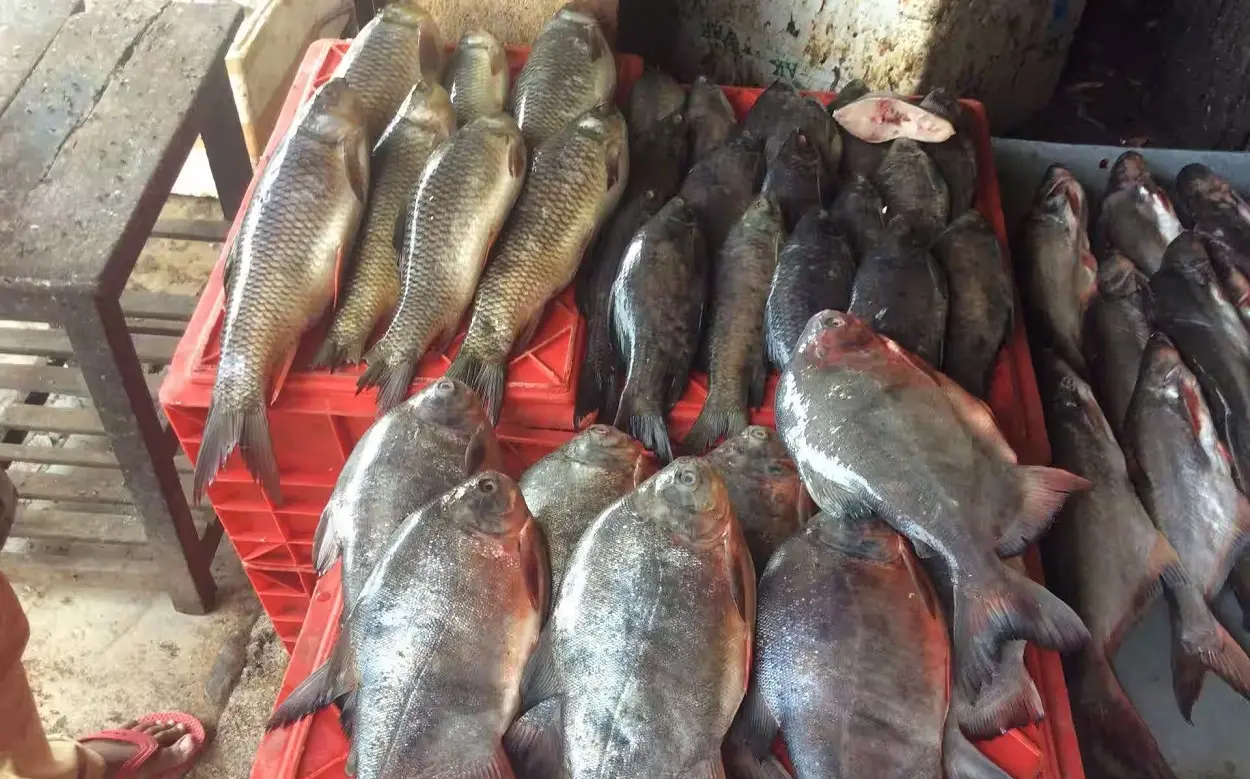 fish market karnataka