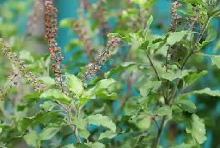 tulasi