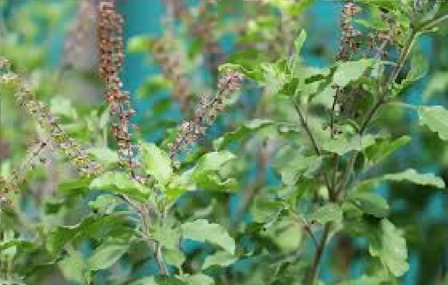 tulasi