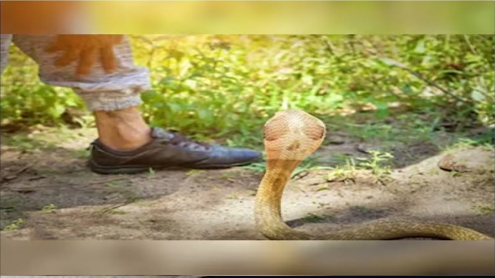 Don't worry if a snake bites you, just do this