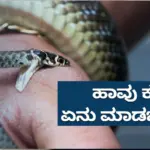 Don't worry if a snake bites you, just do this and you can save your life