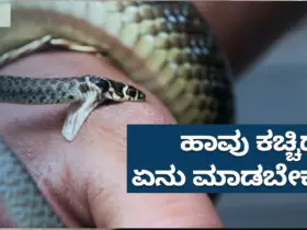 Don't worry if a snake bites you, just do this and you can save your life