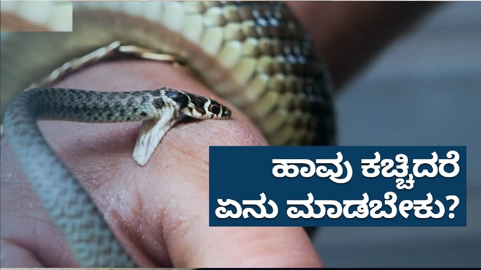 Don't worry if a snake bites you, just do this and you can save your life