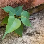 If this plant grows on the wall of the house, the problem will not go away