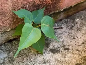 If this plant grows on the wall of the house, the problem will not go away