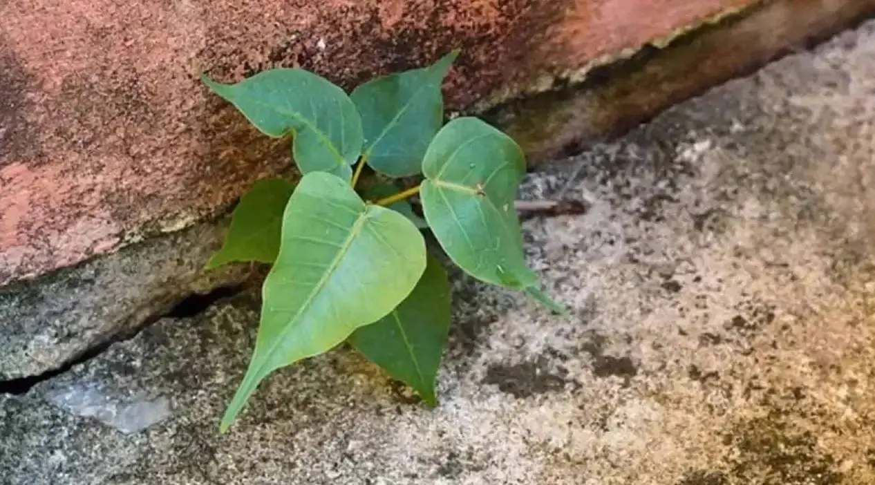 If this plant grows on the wall of the house, the problem will not go away