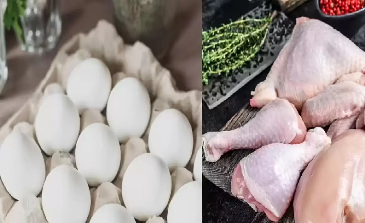 chicken meat and egg