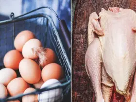 chicken meat and egg