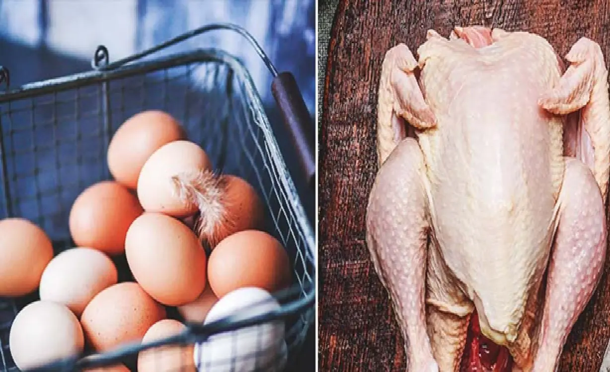 chicken meat and egg
