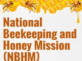 nbhm honey bee