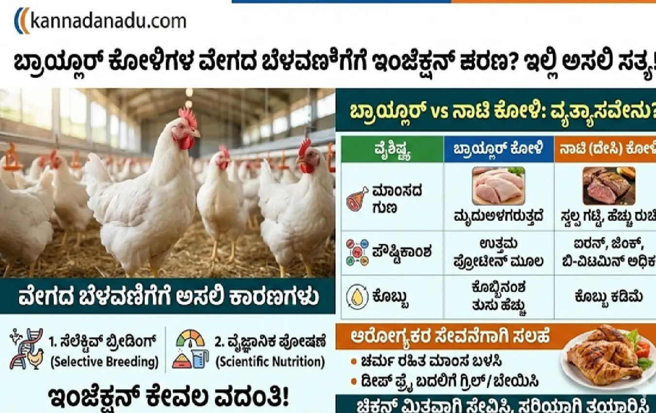 is-broiler-chicken-injected-with-hormones-facts