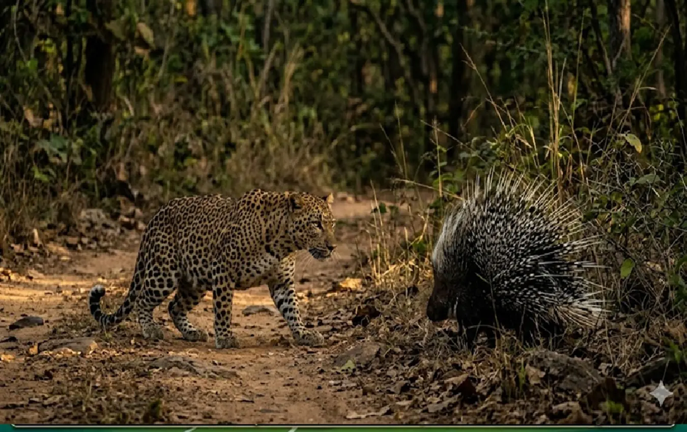 A leopard that went hunting for a hungry porcupine met its death: A thorn that penetrated its chest tore through the leopard's heart!
