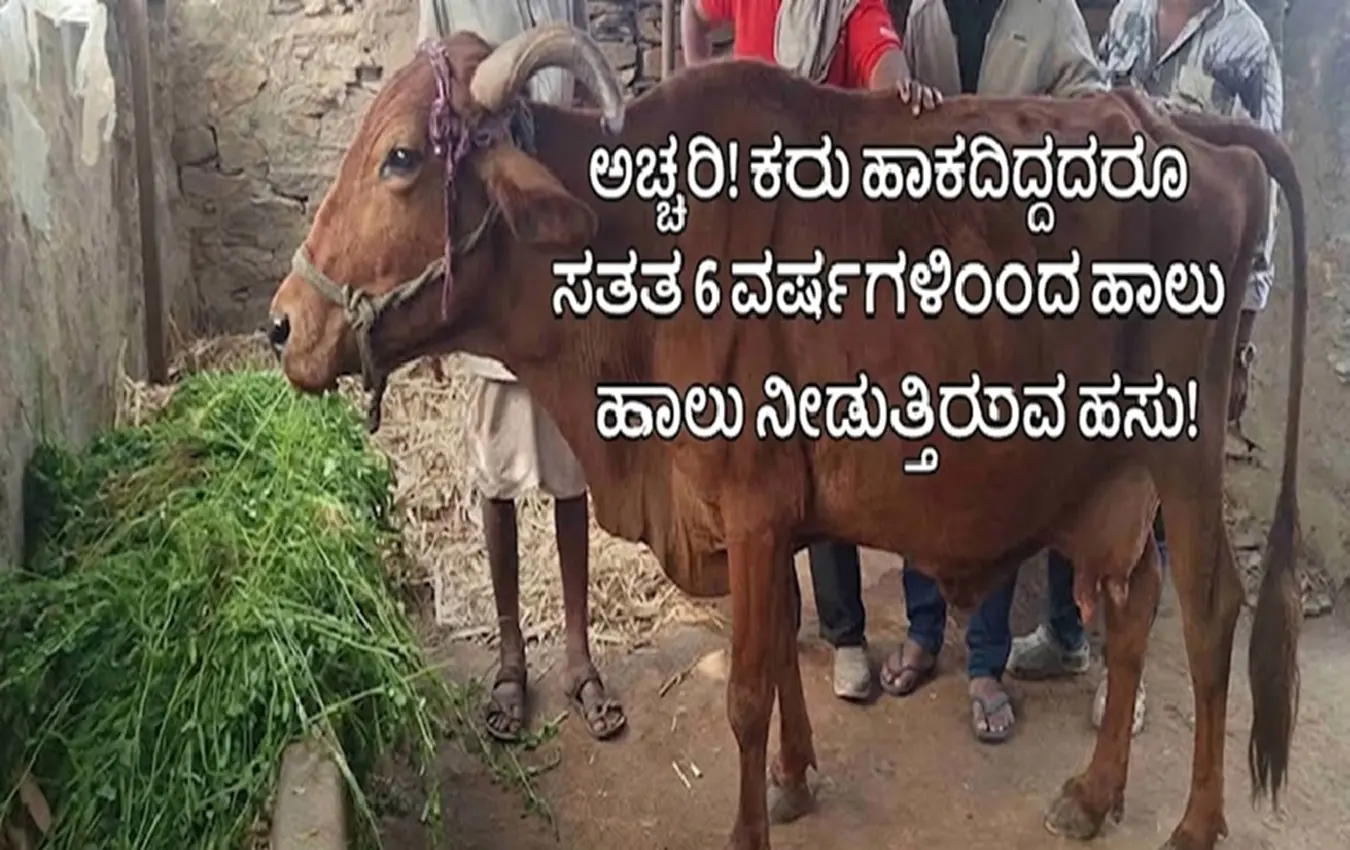 ರಾಜಸ್ಥಾನದ ರಾಜಸಮಂದ್ ಜಿಲ್ಲೆಯ ತರೋಟ್ ಗ್ರಾಮದ ಗಿರ್ ತಳಿಯ ಹಸು