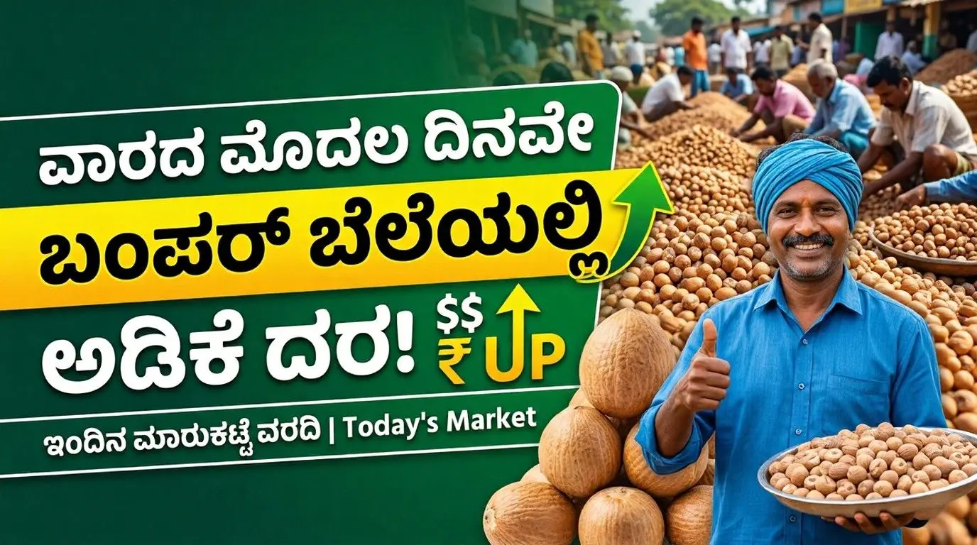 ಇಂದಿನ ಅಡಿಕೆ ಧಾರಣೆ: ವಾರದ ಮೊದಲ ದಿನವೇ ತೀರ್ಥಹಳ್ಳಿ ಮತ್ತು ಶಿರಸಿ ಮಾರುಕಟ್ಟೆಯಲ್ಲಿ ಅಡಿಕೆ ದರ ಏರಿಕೆ; ಸಂಪೂರ್ಣ ವರದಿ