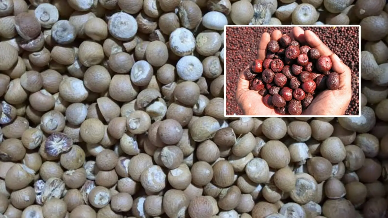 Arecanut Price Today: ಶಿವಮೊಗ್ಗದಲ್ಲಿ ₹93,996 ತಲುಪಿದ ಅಡಿಕೆ ದರ; ರಾಜ್ಯದ ಇತರೆ ಮಾರುಕಟ್ಟೆಗಳ ಸಂಪೂರ್ಣ ಬೆಲೆ ಪಟ್ಟಿ ಇಲ್ಲಿದೆ