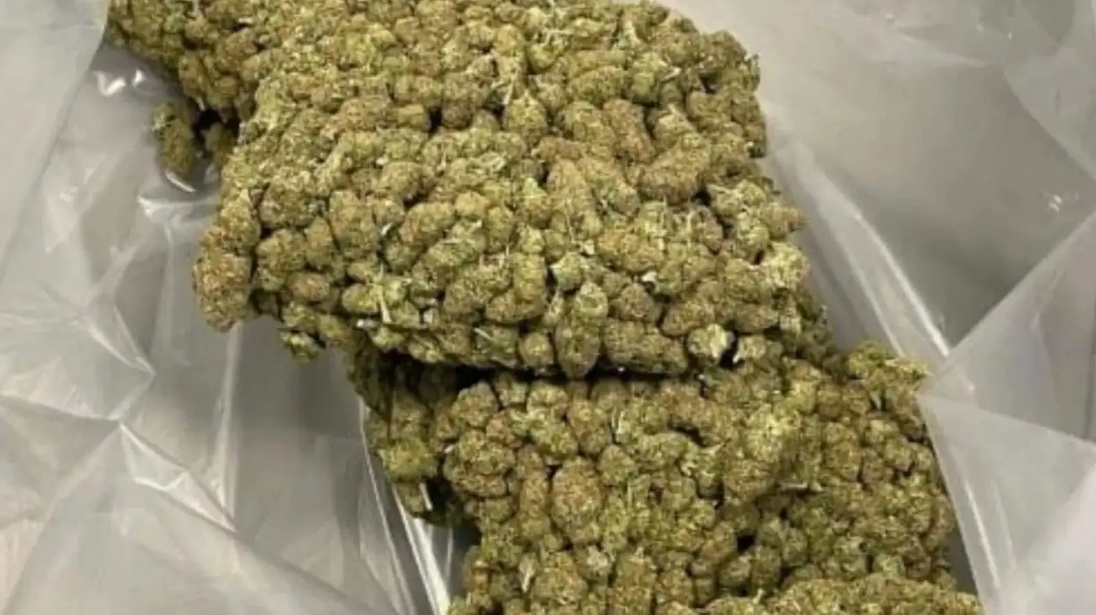 Customs officials showing the seized hydroponic ganja at Kempegowda International Airport.