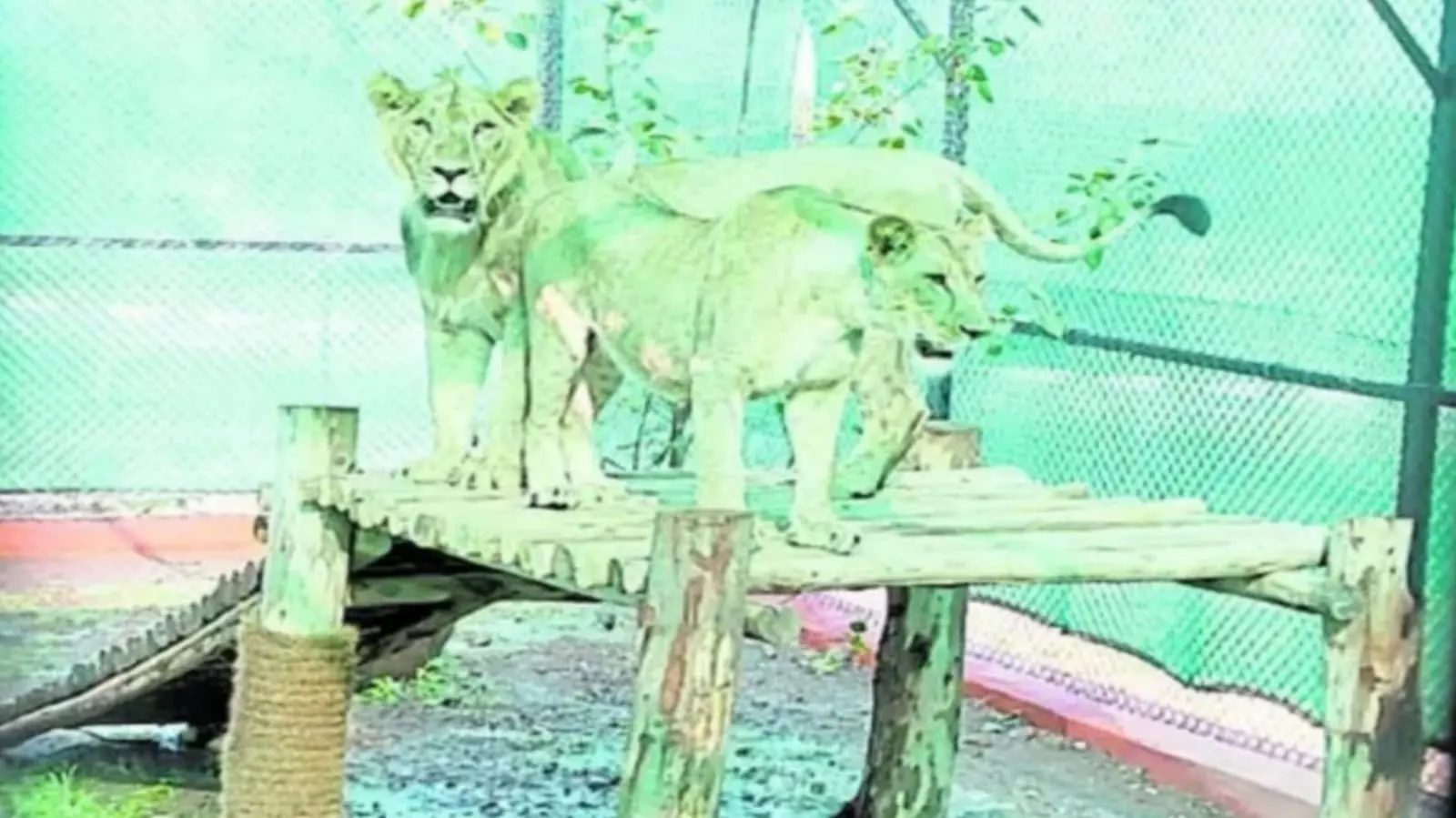 Kalaburagi Zoo, Animal Lovers, Tourist Attraction, Lions, Wildlife, Zoo Visit